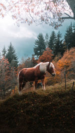 Horse standing on field