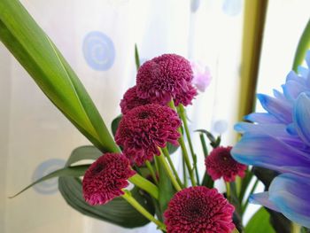 Close-up of purple flowering plant