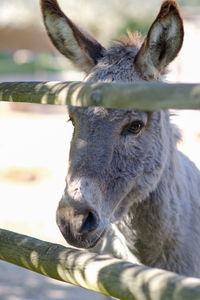 Close-up of deer