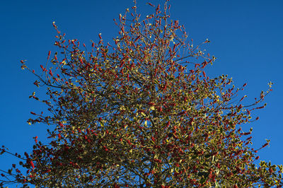Low angle view of flowering plant against clear blue sky
