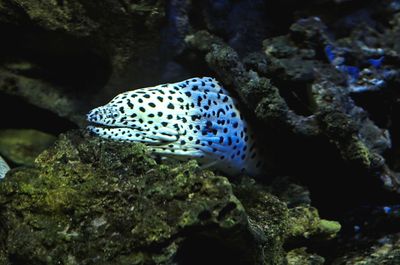 Fish swimming in sea