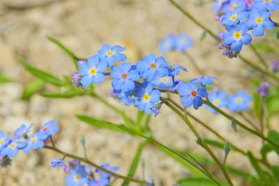 Close-up of purple flowering plants on field