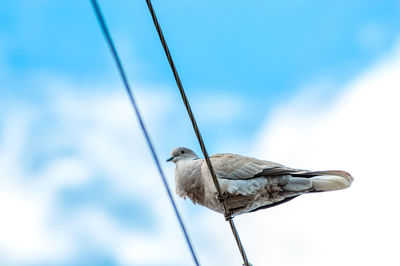 Close-up of bird perching on cable against blue sky