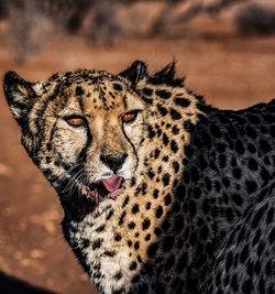 The cheetah in namibia