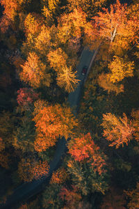 High angle view of road amidst trees during autumn