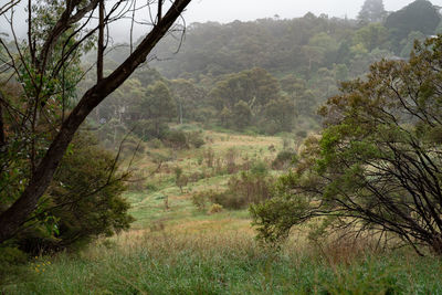 Scenic view of landscape