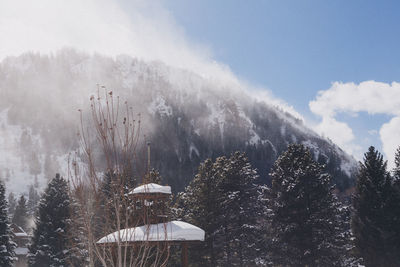 Trees in forest against sky during winter