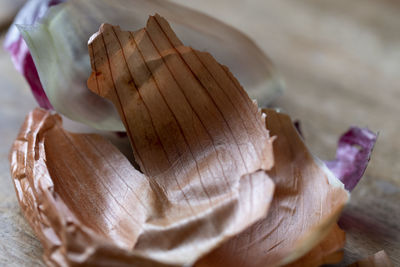 Close-up of shells on wood