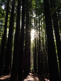 Redwood forest 