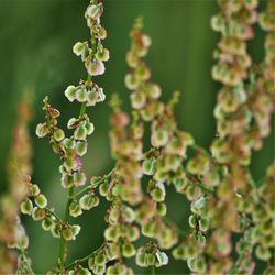 Close-up of flowering plant