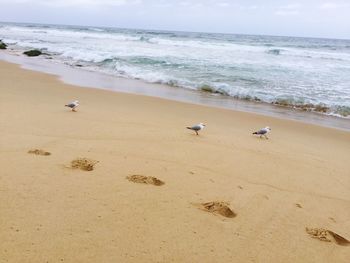 Seagulls on beach against sky