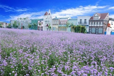 Purple flowering plants by buildings against sky