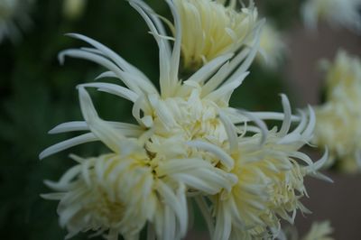 Close-up of white flowers