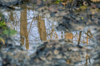 Close-up of snow covered tree in forest