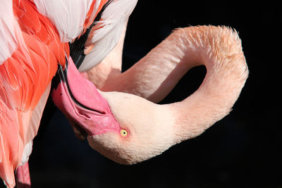 Grater flamingo - close-up of the head of grater flamingo