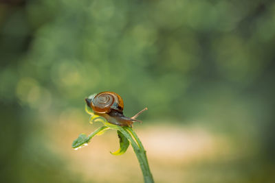 Small snails are taken at close range with bokeh background