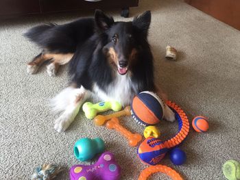 Portrait of dog lying on ball