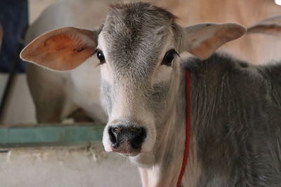 Close-up portrait of cow