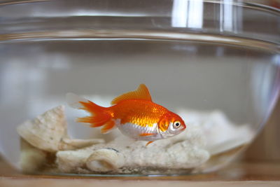 Fish swimming in tank
