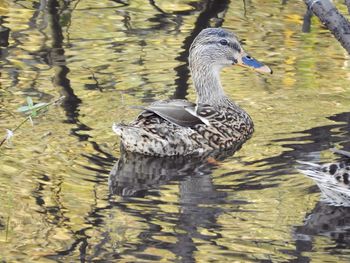 Close-up of duck swimming in lake