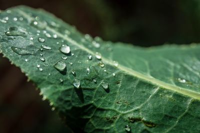 Close-up of raindrops on green leaves during rainy season