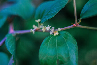 Close-up of blue flowering plant