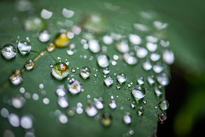 Close-up of raindrops on leaves