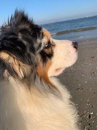 Close-up of dog looking away
