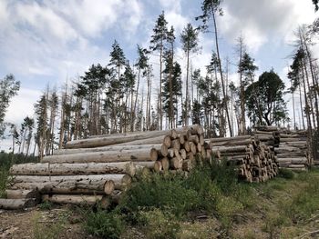 Stack of logs on field in forest against sky