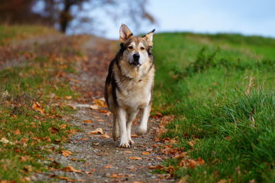 Dog standing on field