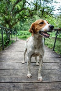 Portrait of dog looking away on footpath