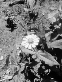 High angle view of wet flowers