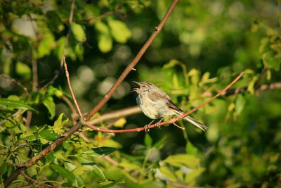 Bird perching on a branch