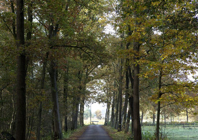 Trees in forest