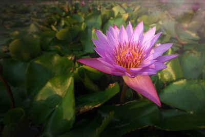 Close-up of pink water lily blooming outdoors