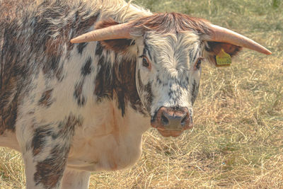 Close-up of cow