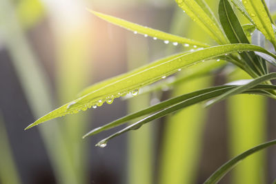 Close-up of wet plant