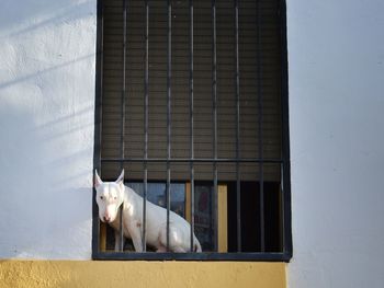 PORTRAIT OF A CAT ON A WINDOW