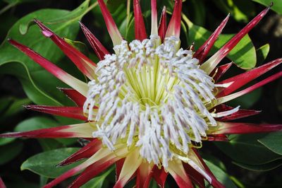 Macro shot of flower head