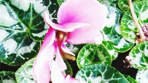 Close-up of pink flowers blooming outdoors