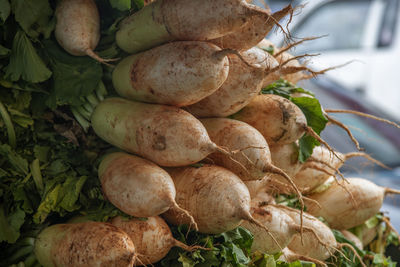 Close-up of radishes growing on plant