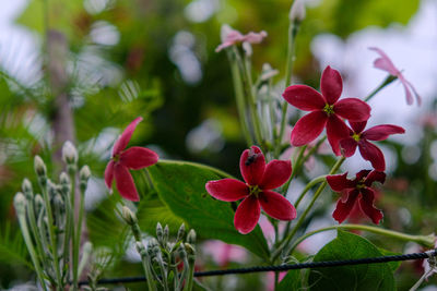 Close-up of red flowering plants