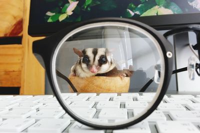 Sugar glider seen through eyeglasses on keyboard