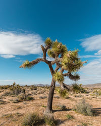Tree against sky