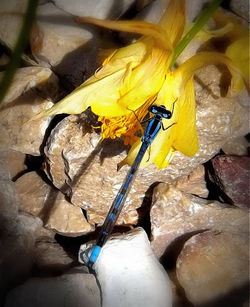 Close-up of yellow flower