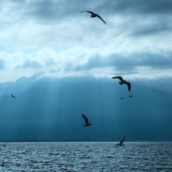 Silhouette birds flying over sea against cloudy sky during sunny day