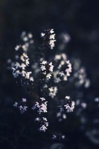 Close-up of purple flowering plant