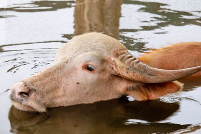 Close-up of a duck in lake