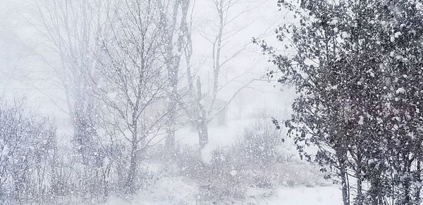 Snow covered trees in forest