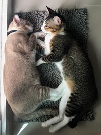 Cats sleeping at home